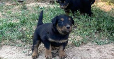 English Shepherd stock puppies for sale