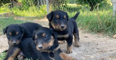 English Shepherd stock puppies for sale