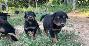 English Shepherd stock puppies for sale