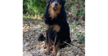English Shepherd stock puppies for sale