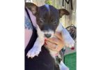 Bull Terrier x Blue Heeler puppies