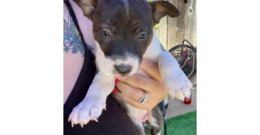 Bull Terrier x Blue Heeler puppies