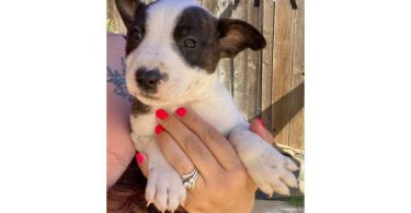 Bull Terrier x Blue Heeler puppies