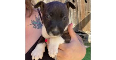 Bull Terrier x Blue Heeler puppies