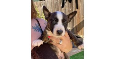 Bull Terrier x Blue Heeler puppies