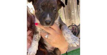 Bull Terrier x Blue Heeler puppies
