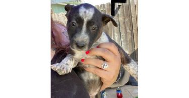 Bull Terrier x Blue Heeler puppies