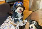3 months old Mini Bernedoodle puppies for sale