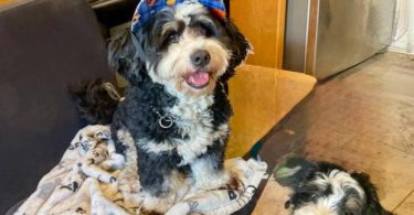 3 months old Mini Bernedoodle puppies for sale