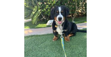3 months old Mini Bernedoodle puppies for sale