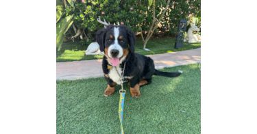 3 months old Mini Bernedoodle puppies for sale