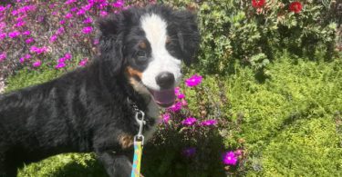 3 months old Mini Bernedoodle puppies for sale