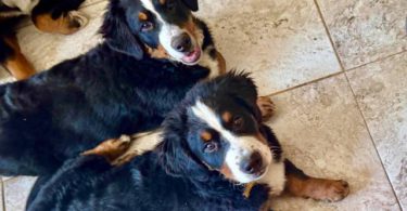 3 months old Mini Bernedoodle puppies for sale