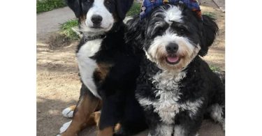 3 months old Mini Bernedoodle puppies for sale