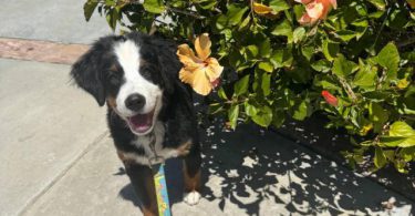 3 months old Mini Bernedoodle puppies for sale