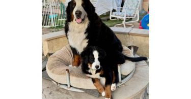 3 months old Mini Bernedoodle puppies for sale