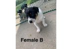 Rat Terrier Puppies – Ready End of June