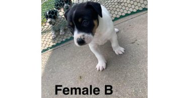 Rat Terrier Puppies – Ready End of June