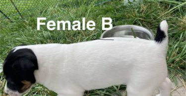 Rat Terrier Puppies – Ready End of June