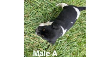 Rat Terrier Puppies – Ready End of June