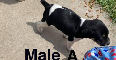Rat Terrier Puppies – Ready End of June