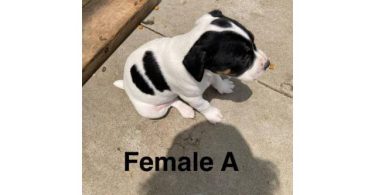 Rat Terrier Puppies – Ready End of June