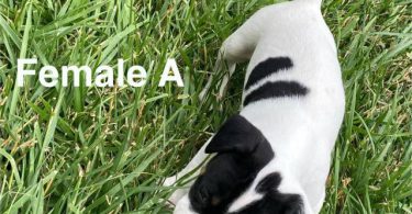 Rat Terrier Puppies – Ready End of June