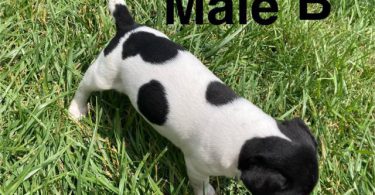 Rat Terrier Puppies – Ready End of June