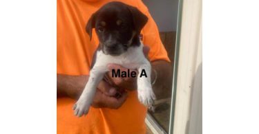 Rat Terrier Puppies – Ready End of June