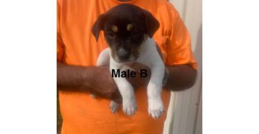 Rat Terrier Puppies – Ready End of June