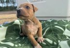 Bully/Pit Mix Puppies for Rehoming