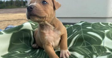 Bully/Pit Mix Puppies for Rehoming