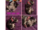 Beautiful Great Dane puppies