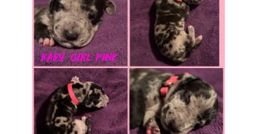 Beautiful Great Dane puppies