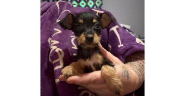 2 Tiny Girls Looking for Forever Homes