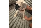 Pug puppy only male