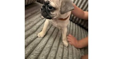 Pug puppy only male