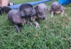 3 Xoloitzcuintli puppies for sale