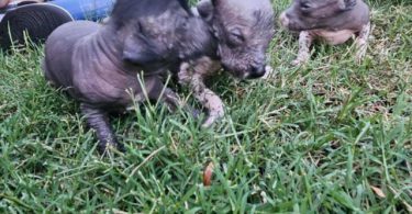 3 Xoloitzcuintli puppies for sale