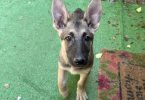 3 Shepinois Puppies Ready for Rehoming