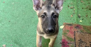 3 Shepinois Puppies Ready for Rehoming