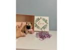 Pomeranian teacup tiny puppies