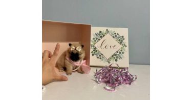 Pomeranian teacup tiny puppies