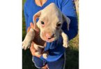 3 purebred boxer puppies for sale