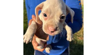 3 purebred boxer puppies for sale