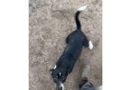 Rat Terrier Puppies – Ready for New Homes!
