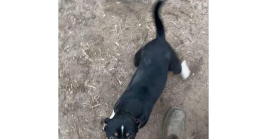 Rat Terrier Puppies – Ready for New Homes!