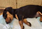 Dachshund (Weenie Dog) puppies for sale