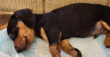 Dachshund (Weenie Dog) puppies for sale
