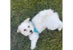 3 months old Bichon Poodle puppy